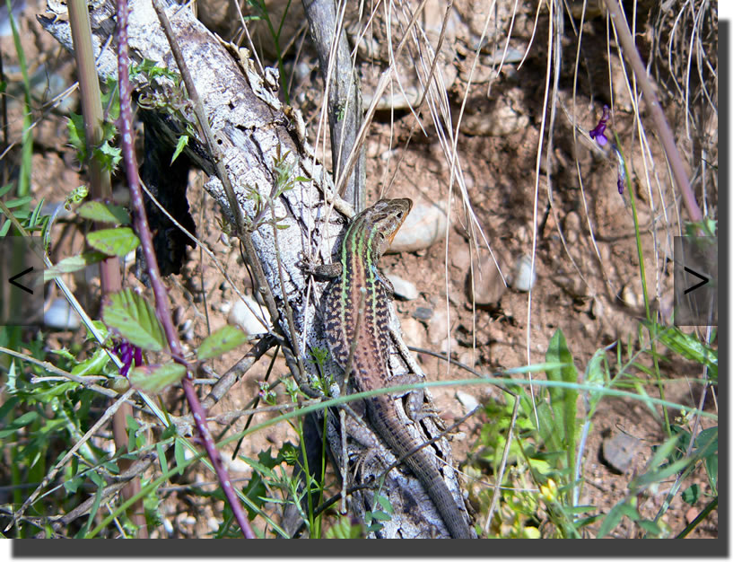 Podarcis peloponnesiacus
